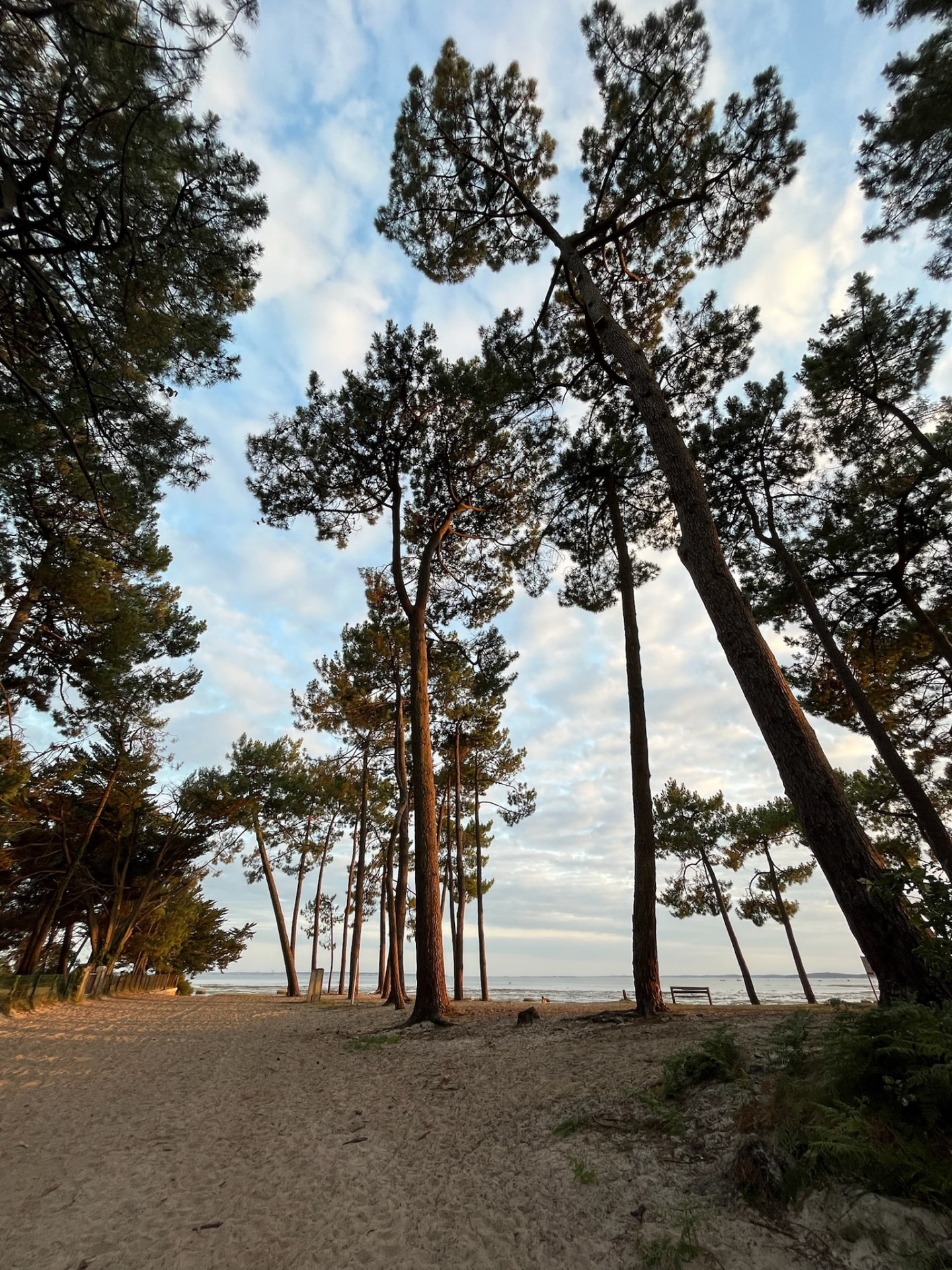 Pins d'Arès